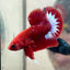 Betta Male Plakat Red Fancy #N86