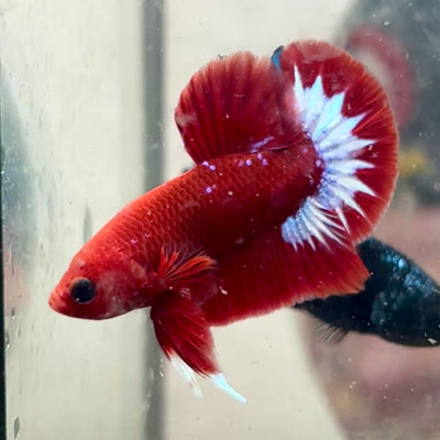 Betta Male Plakat Red Fancy #N86