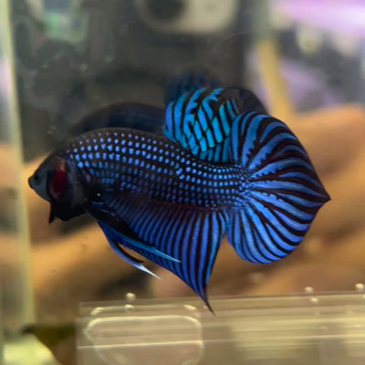 Betta Mahachai Blue Spade Tail Male  #161