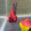 Betta Male Plakat Red Fancy #179