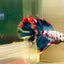 Halfmoon Red Koi Galaxy - Male Betta #A230