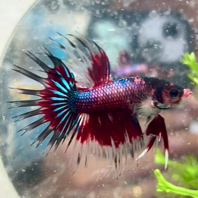Betta Male Crowntail Red Koi #081