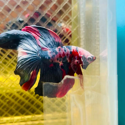 Halfmoon Red Koi Galaxy - Male Betta #060