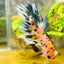 Betta Male Crowntail Orange Koi #055