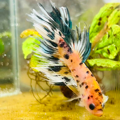 Betta Male Crowntail Orange Koi #055
