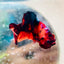 Plakat Nemo Classic Koi Male Betta #A103