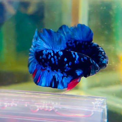 Plakat Avarta Nebula Male Betta #159