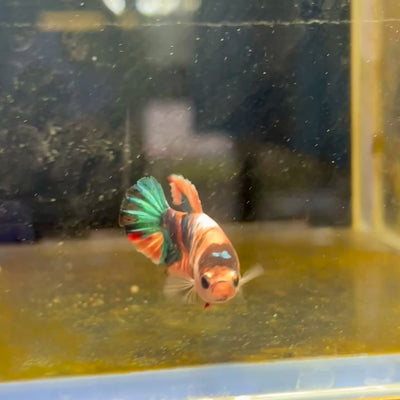 Plakat Candy Koi Orange Female Betta #A222