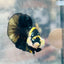 Plakat Bumble Bee Yellow Male Betta #D35