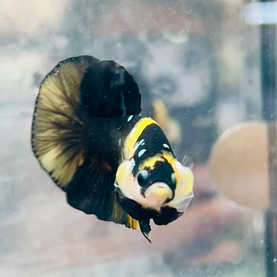 Plakat Bumble Bee Yellow Male Betta #D35