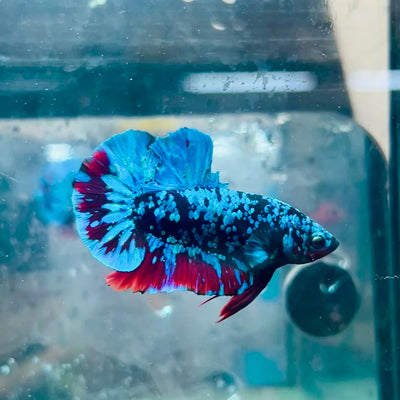 Plakat Avatar Nebula Male Betta #160