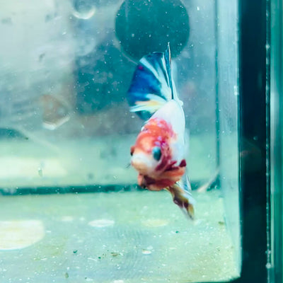 Plakat Koi White Candy Male Betta #Ju26