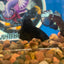 Avarta Black Plakat - Male Betta 098 Homebred