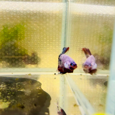Plakat Blue Koi Candy Male Betta #026