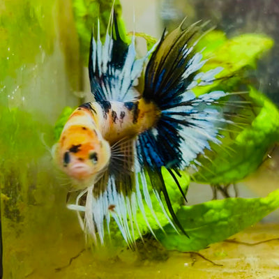 Koi Platinum Crowntail - Male Betta #126