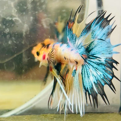 Crowntail Multicolor Koi Male Betta #139