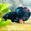 Plakat Black Nemo Avarta Male Betta #059