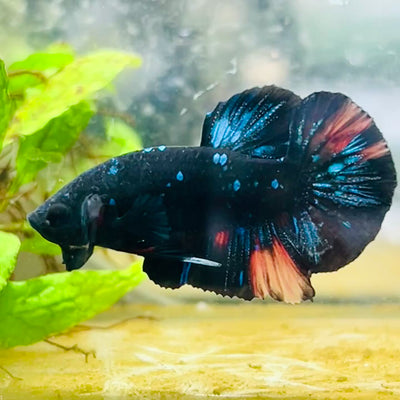 Plakat Black Nemo Avarta Male Betta #059