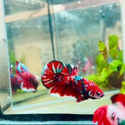 Plakat Red Koi Galaxy Male Betta #043