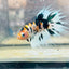 Betta Male Crowntail Koi #066