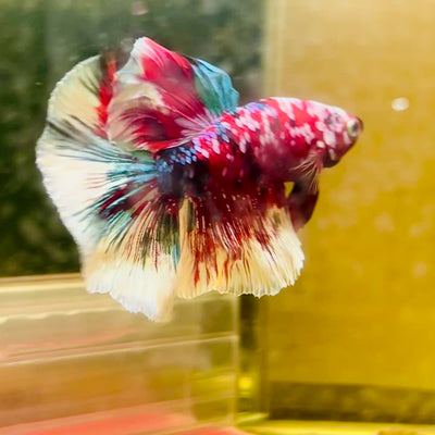 Halfmoon Red Koi Galaxy - Male Betta #A222