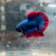 Plakat Red Blue Mascot Male Betta #067