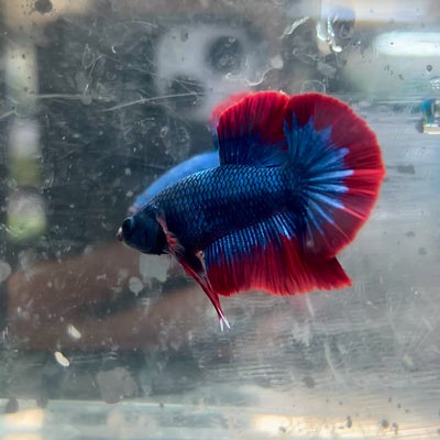 Plakat Red Blue Mascot Male Betta #067
