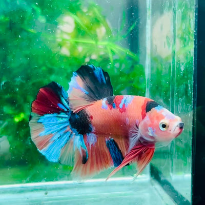 Plakat Nemo Multicolor Male Betta #018
