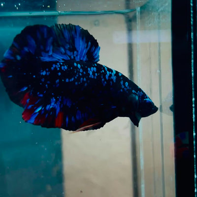 Plakat Avarta Stardust Male Betta #073