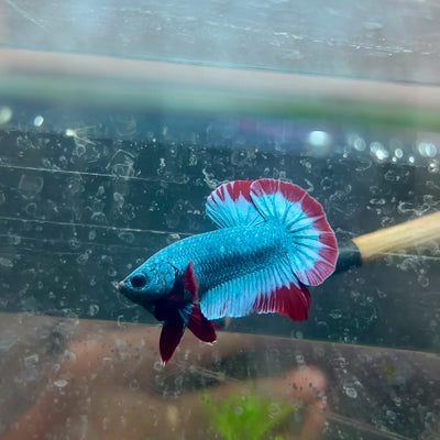Betta Male Plakat Red Mascot #058