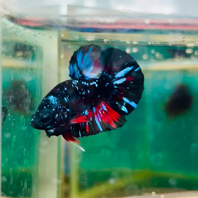 Avarta Stardust Plakat - Male Betta #105