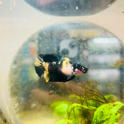 Yellow Koi Bumble Bee Plakat - Female Betta #A233