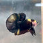 Plakat Bumble Bee Yellow Male Betta #140