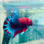 Betta Male Plakat Red Fancy Hellboy M11