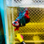 Halfmoon Koi Multicolor Male Betta #027