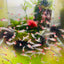 Red Rummy Nose Tetra Live Fish