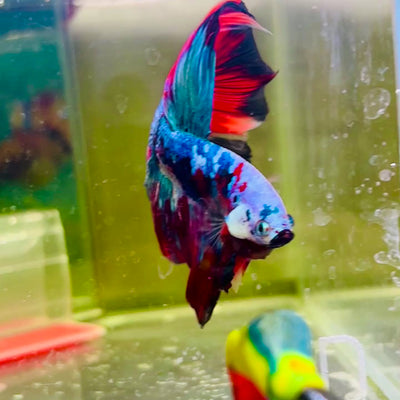 Halfmoon Red Koi Galaxy - Male Betta #139