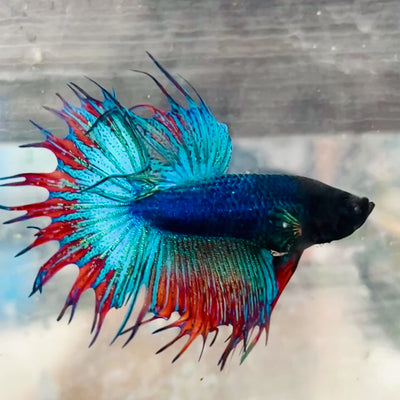 Betta Male Crowntail Blue Mascot Black Head #167