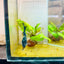 Plakat Bumble Bee Yellow Male Betta #060