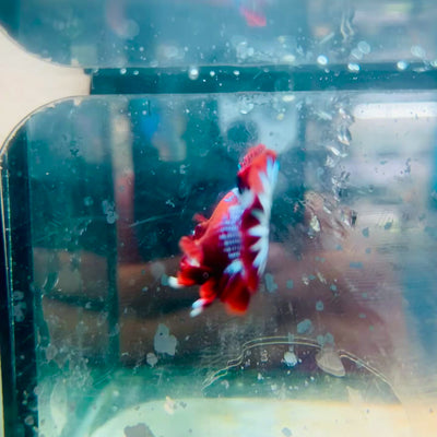 Plakat Red Fancy Male Betta #081