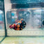 Plakat  Black Nemo Koi Male Betta #116