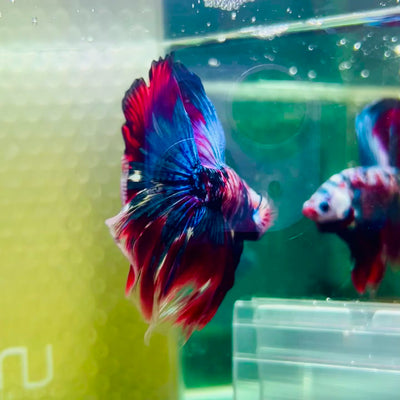 Halfmoon Red Koi Galaxy - Male Betta #015