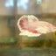 Placa Dumbo Rose Gold - Betta macho 128