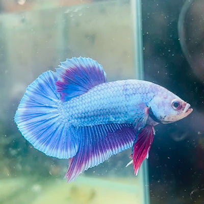 Plakat Purple Pink Male Betta #025