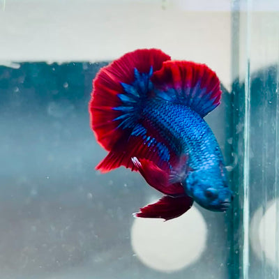 Plakat Red BLue Mascot Male Betta #A221