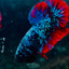 Plakat Avarta Nebula Male Betta #016