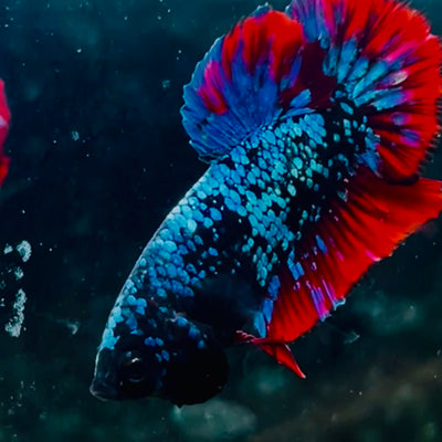 Plakat Avarta Nebula Male Betta #016