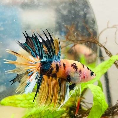 Betta Male Crowntail Orange Koi #083