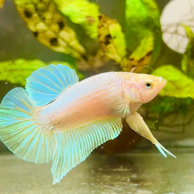 Plakat Gold Pastel Male Betta #027