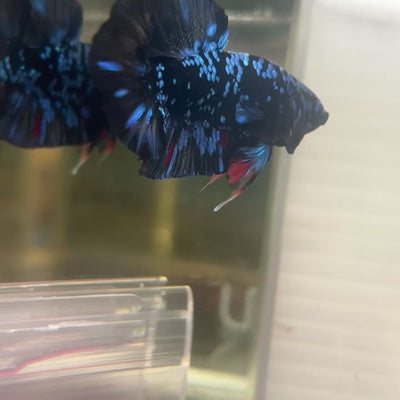 Plakat Avarta Nebula Male Betta #M107
